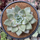 Echeveria 'German Champaign' 3" Succulent Plant
