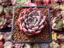 Echeveria 'Fresco' 2" New Hybrid Succulent Plant