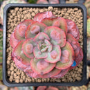 Echeveria 'Hearts Delight' 2" Succulent Plant