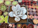 Echeveria 'Laui' 2" Powdery Succulent Plant