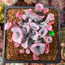 Echeveria 'Trumpet Pinky' 2" Succulent Plant