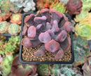 Echeveria 'Cupid' 2" Succulent Plant