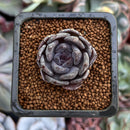 Echeveria 'Black Pearl' 1" New Hybrid Succulent Plant