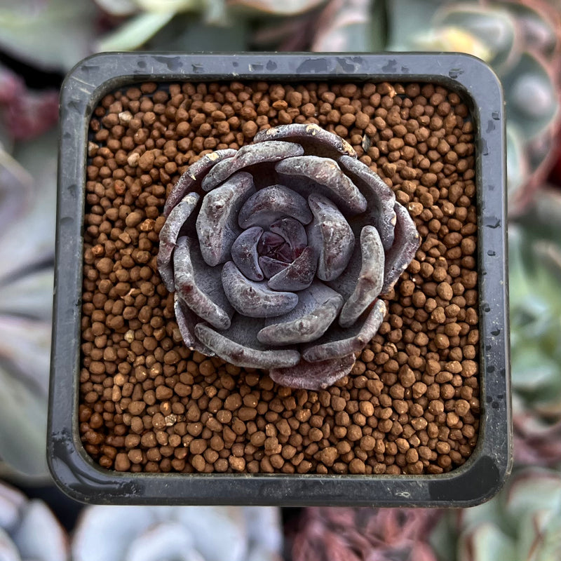 black pearl succulent Echeveria 'Black Pearl' 1" New Hybrid Succulent Plant