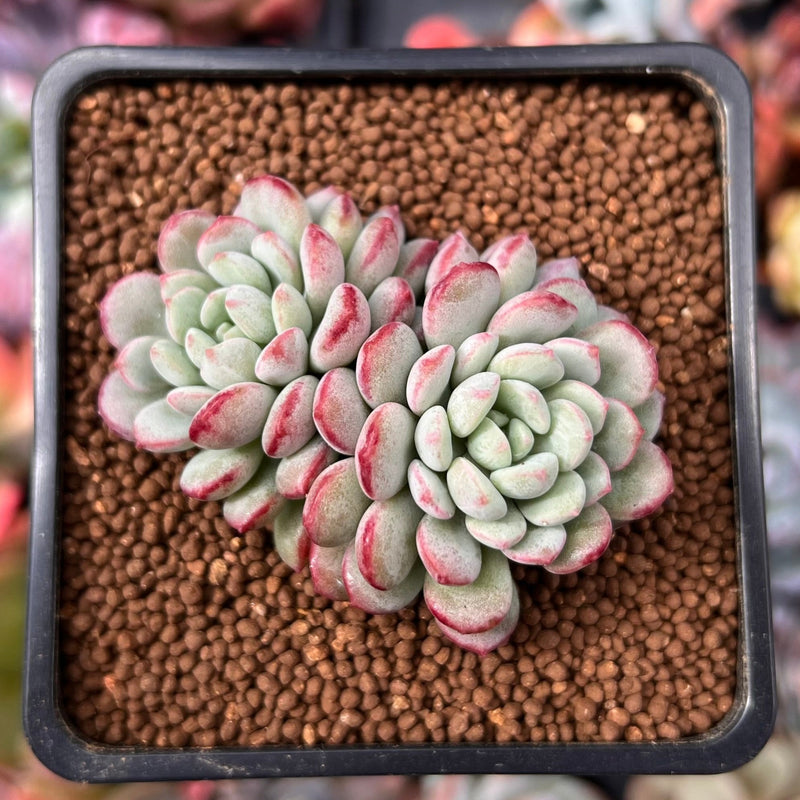 pink pearl succulent Echeveria 'Pearl Bean' 1" Cluster Succulent Plant – True Succulents Plant Co