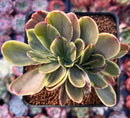 Echeveria 'Fimbriata' Variegated AKA 'Fasciculata' Crested 3" Succulent Plant