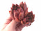 Echeveria Agavoides Red Maria 5” Rare Succulent Plant