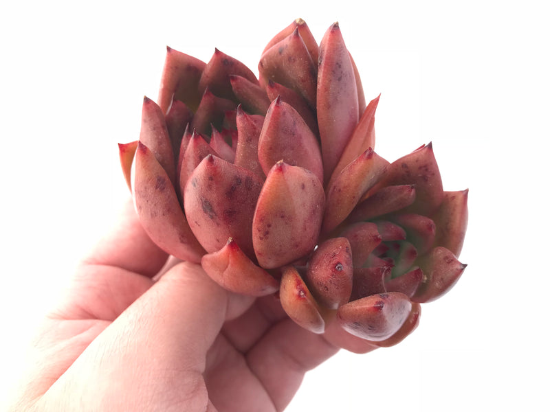 Echeveria Agavoides Red Maria 5” Rare Succulent Plant