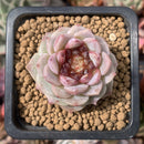 Echeveria 'Red Velvet' 1" Succulent Plant