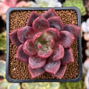 Echeveria 'Pink Champaign' 2" Succulent Plant