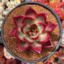 Echeveria Agavoides 'Red Beach' 4" Succulent Plant