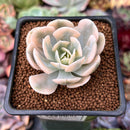 Echeveria Runyonii Variegated (Aka Echeveria 'Akaihosi' Variegated) 2" Succulent Plant