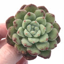 Echeveria Christmas Carol 2”-3" Rare Succulent Plant