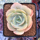 Echeveria 'Drawing' 2"-3" Succulent Plant