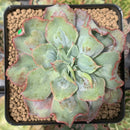 Echeveria 'Blue Spur' 3" New Hybrid Succulent Plant