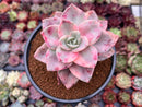 Graptopetalum 'Bainesii' Variegated 4" Succulent Plant