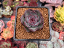 Echeveria 'Chocolate Grace' 1"-2" New Hybrid Succulent Plant
