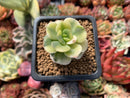 Echeveria 'Nicksana' Variegated 1" Cutting Succulent Plant