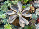 Echeveria 'Pampoteus' Variegated 4" (Not Jocelyn's Joy Variegated) Succulent Plant