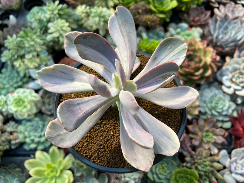 jocelyn's joy succulent Echeveria 'Pampoteus' Variegated 4" (Not Jocelyn's Joy Variegated)  Succulent Plant
