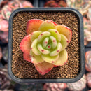 Echeveria 'Chanel' 1" Succulent Plant