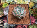 Echeveria 'Prada' 1"-2" Succulent Plant