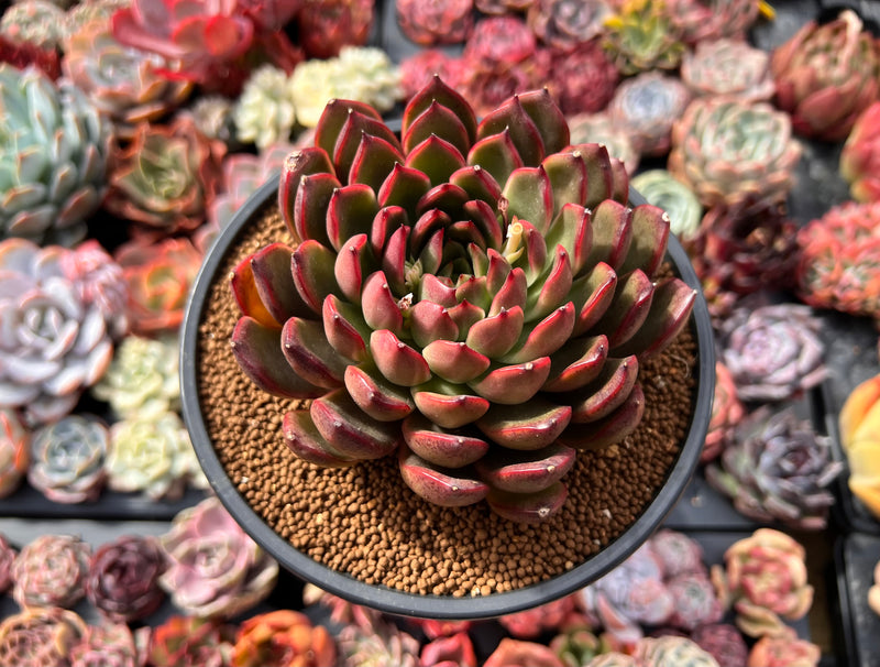 echeveria world of succulents Echeveria Agavoides 'Red Bell' 4" Succulent Plant