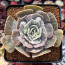 Echeveria 'Lilacina' Marble Variegated 3" Succulent Plant