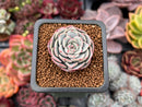 Echeveria 'Sweet Tree' 1" Powdery New Hybrid Succulent Plant