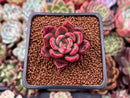 Echeveria Agavoides 'Chapote' 1" Succulent Plant