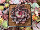 Echeveria 'Dark Chocolate' 3" New Hybrid Succulent Plant
