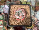 Echeveria 'Star Mark' 2" Succulent Plant