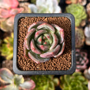 Echeveria 'White Champaign' 1" Succulent Plant