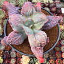 Echeveria 'Etna' 6" Large Succulent Plant