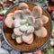 Pachyphytum 'Bracteosum' 4" Succulent Plant