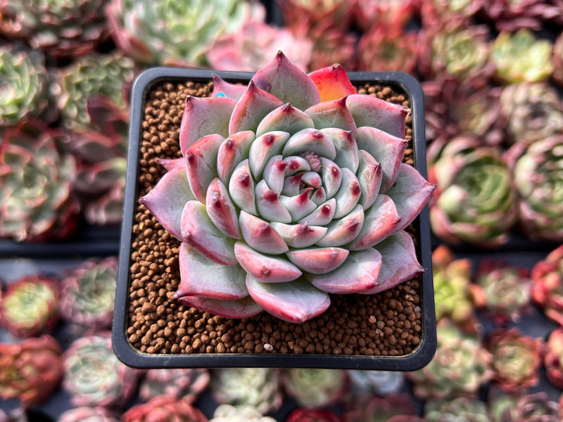Echeveria 'Chihuahuaensis' 2
