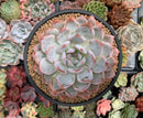 Echeveria 'Orange Monroe' 4" Succulent Plant
