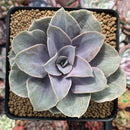 Echeveria 'Perle Von Nurnberg' Light Variegated 3" Succulent Plant