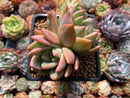 Echeveria 'White Champaign' 3" Cluster Succulent Plant
