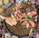 Echeveria 'Primadonna' Variegated 6" Large Cluster Succulent Plant