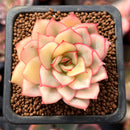 Echeveria 'Esther' Variegated 1" Succulent Plant