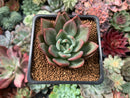 Echeveria 'White Champaign' 1"-2" Succulent Plant