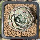 Echeveria 'Blue Rise' 1" Succulent Plant