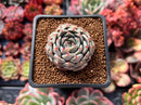 Echeveria Hybrid sp. 2" Succulent Plant