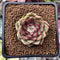 Echeveria 'Zera' 1" New Hybrid Succulent Plant