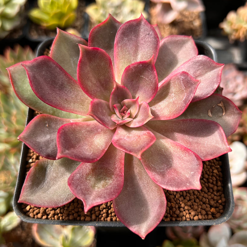 pink spiky succulent Echeveria 'Pink Bunny' 3" Succulent Plant