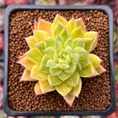 Echeveria Agavoides 'Francesca' Variegated 1"-2" Succulent Plant