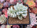 Sedum 'Clavatum' Variegated 2"-3" Succulent Plant