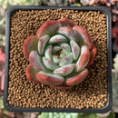 Echeveria 'Starmark' 1" Succulent Plant
