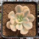 Echeveria Runyonii Variegated (Aka Echeveria 'Akaihosi' Variegated) 3" Succulent Plant